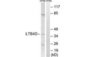 Western blot analysis of extracts from HT-29 cells, using PTGR1 Antibody. (PTGR1 anticorps  (AA 75-124))