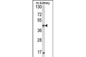 Western blot analysis of ALKBH3 Antibody (C-term) (ABIN652626 and ABIN2842418) in mouse kidney tissue lysates (35 μg/lane). (ALKBH3 anticorps  (C-Term))