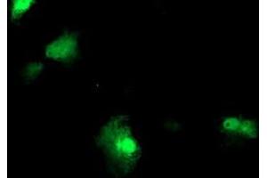 Immunofluorescence (IF) image for anti-F-Box Protein 21 (FBXO21) antibody (ABIN1498232) (FBXO21 anticorps)