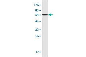 Western Blot detection against Immunogen (66.