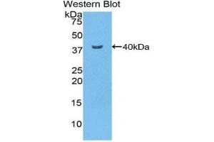 Western Blotting (WB) image for anti-Nuclear Factor kappa B (NFkB) (AA 40-365) antibody (ABIN1078410) (NFkB anticorps  (AA 40-365))