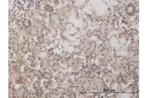 Immunoperoxidase of monoclonal antibody to GSC on formalin-fixed paraffin-embedded human salivary gland.