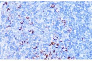 Immunohistochemistry of paraffin-embedded Mouse spleen using SHMT2 Polyclonal Antibody at dilution of 1:100 (40x lens). (SHMT2 anticorps)