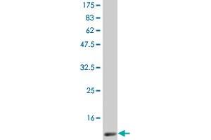 Western Blot detection against Immunogen (14 KDa) .