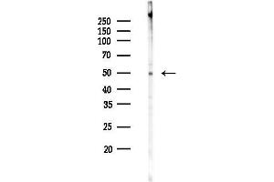 Western blot analysis of lysates from Hela cells(UV 30 min treatment), using ALDH3 Antibody at 1/1000 dilution.