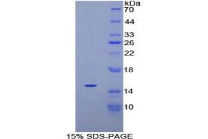 SDS-PAGE analysis of Rat PDGFAA Protein. (PDGF-AA Homodimer Protéine)