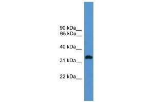 Western Blot showing OR1L8 antibody used at a concentration of 1. (OR1L8 anticorps  (C-Term))