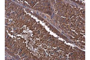 IHC-P Image MCL1 antibody detects MCL1 protein at cytoplasm in mouse testis by immunohistochemical analysis. (MCL-1 anticorps  (Center))