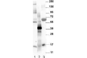 Western blot using  affinity purified anti-Mouse NAG-1/GDF15 antibody. (GDF15 anticorps)