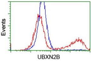 Image no. 2 for anti-UBX Domain Protein 2B (UBXN2B) antibody (ABIN1501660) (UBXN2B anticorps)