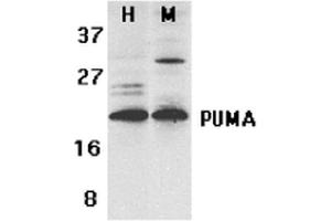 Western blot analysis of Human, Mouse K562 and 3T3 cell lysates showing detection of PUMA protein using Rabbit Anti-PUMA Polyclonal Antibody .