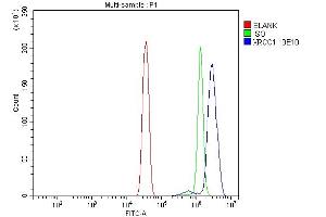 Flow Cytometry analysis of Hela cells using anti-XRCC1 antibody (ABIN7601989).