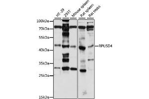 Western blot analysis of extracts of various cell lines, using RPUSD4 antibody (ABIN7270108) at 1:1000 dilution. (RPUSD4 anticorps  (AA 1-377))