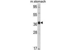 Western blot analysis of NAGK (arrow) in mouse stomach tissue lysates (35ug/lane) using NAGK  Antibody (C-term). (NAGK anticorps  (C-Term))