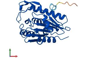 AlphaFold protein structure predicition of Human Recombinant LYPLA2 Protein, UniprotID O95372