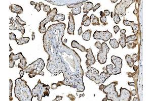 IHC analysis of PDIA5 using anti-PDIA5 antibody (ABIN7601801).