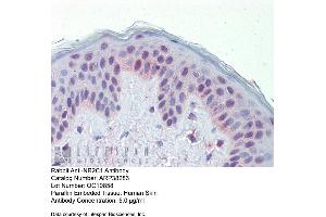 Immunohistochemistry with Human Skin lysate tissue at an antibody concentration of 5.