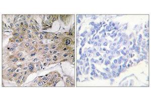 Immunohistochemistry (IHC) image for anti-COX7S/A2 (N-Term) antibody (ABIN1850330) (COX7S/A2 (N-Term) anticorps)