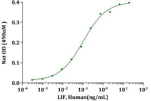 LIF, Human stimulates cell proliferation of TF-1 cells.