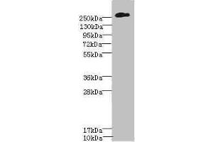 Western blot All lanes: CSPG4 antibody at 2. (NG2 anticorps  (AA 1950-2210))