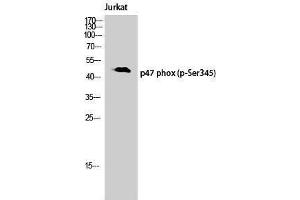 Western Blotting (WB) image for anti-Neutrophil Cytosol Factor 1 (NCF1) (pSer345) antibody (ABIN3173338) (NCF1 anticorps  (pSer345))