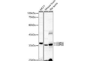 Western blot analysis of extracts of various cell lines, using COPS6 antibody (ABIN6130710, ABIN6138885, ABIN6138886 and ABIN6222868) at 1:500 dilution. (COPS6 anticorps  (AA 58-327))