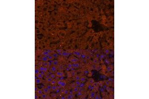 Immunofluorescence analysis of mouse liver using HMGCS2 Polyclonal Antibody (ABIN7265329) at dilution of 1:100 (40x lens). (HMGCS2 anticorps  (AA 269-508))