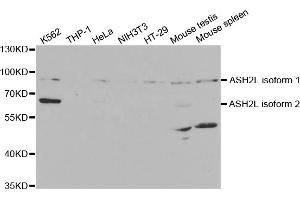 Western blot analysis of extracts of various cell lines, using ASH2L antibody (ABIN5973125) at 1/1000 dilution. (ASH2L anticorps)