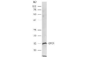 Hela lysates probed with CFC1 Polyclonal Antibody, Unconjugated  at 1:300 dilution and 4˚C overnight incubation. (CFC1 anticorps  (AA 1-100))