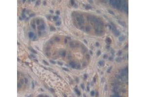 IHC-P analysis of Mouse Tissue, with DAB staining. (Lactoferrin anticorps  (AA 550-707))