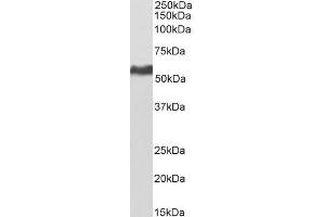 Biotinylated ABIN5539841 (0. (KPNA2 anticorps  (C-Term) (Biotin))