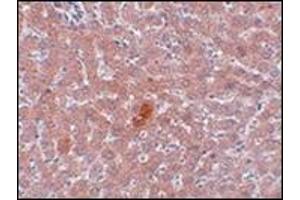 Immunohistochemistry of JMJD1A in rat liver tissue with this product at 5 μg/ml. (KDM3A anticorps  (N-Term))