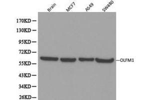 Western Blotting (WB) image for anti-Olfactomedin 1 (OLFM1) antibody (ABIN1874002) (Olfactomedin 1 anticorps)