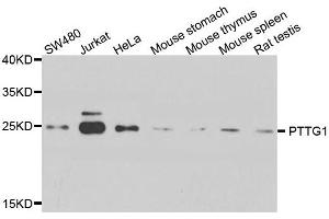 Western blot analysis of extract of various cells, using PTTG1 antibody.