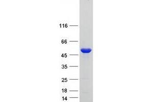 Validation with Western Blot