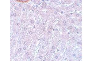 Immunohistochemical staining of rat liver tissue with CDC27 polyclonal antibody  at 5 ug/mL dilution. (CDC27 anticorps  (C-Term))
