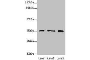 Western blot All lanes: FAHD2A antibody at 0.