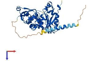 AlphaFold protein structure predicition of Human Recombinant FUT2 Protein, UniprotID Q10981