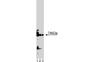 Western Blotting (WB) image for anti-Protein Kinase C, iota (PRKCI) (AA 397-558) antibody (ABIN967826)