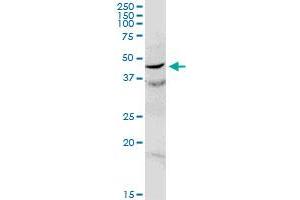 C17orf75 MaxPab rabbit polyclonal antibody.