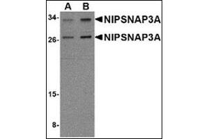 Western blot analysis of NIPSNAP3A in mouse brain tissue lysate with NIPSNAP3A antibody at (A) 0. (NIPSNAP3A anticorps  (Center))