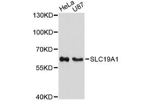 Western blot analysis of extracts of various cell lines, using SLC19A1 antibody (ABIN6291461) at 1:3000 dilution.