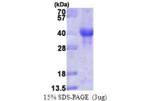 SDS-PAGE (SDS) image for PTEN Induced Putative Kinase 1 (PINK1) (AA 156-507) protein (ABIN667580) (PINK1 Protein (AA 156-507))
