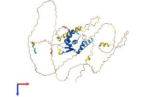 AlphaFold protein structure predicition of Human Recombinant FOXN3 Protein, UniprotID O00409