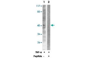 Western blot analysis of extracts from NIH/3T3 cells treated with TNF-a (20 ng/mL, 30 min), using CASP9 polyclonal antibody . (Caspase 9 anticorps)
