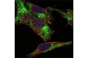 Confocal immunofluorescence analysis of Hela cells using INHA mouse mAb (green). (Inhibin alpha anticorps)