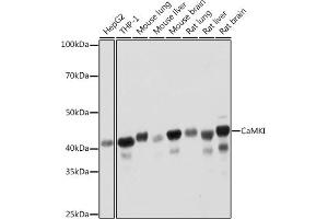 Western blot analysis of extracts of various cell lines, using CaMKI Rabbit mAb (ABIN7266016) at 1:1000 dilution. (CAMK1 anticorps)