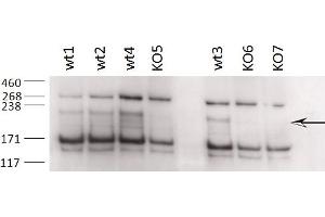 Western Blotting (WB) image for anti-Zinc Finger, CCHC Domain Containing 11 (ZCCHC11) (AA 830-844) antibody (ABIN1105101) (ZCCHC11 anticorps  (AA 830-844))
