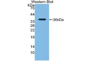 Western Blotting (WB) image for anti-5'-Nucleotidase, Cytosolic III (NT5C3) (AA 52-336) antibody (ABIN1980362) (NT5C3 anticorps  (AA 52-336))