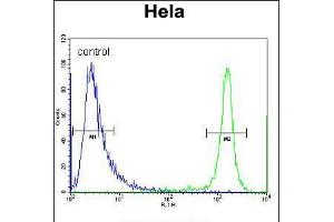 Flow cytometric analysis of Hela cells (right histogram) compared to a negative control cell (left histogram). (DRG1 anticorps  (C-Term))